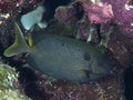 Stellate rabbitfish