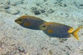 Stellate rabbitfish - Siganus stellatus laqueus in Red Sea