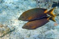 Stellate rabbitfish - Siganus stellatus laqueus in Red Sea