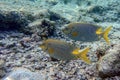 Stellate rabbitfish - Siganus stellatus laqueus in Red Sea