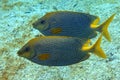 Stellate rabbitfish - Siganus stellatus laqueus in Red Sea