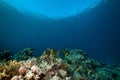 Stellate rabbitfish and tropical underwater life. Royalty Free Stock Photo