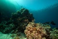 Stellate rabbitfish and tropical underwater life. Royalty Free Stock Photo