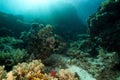 Stellate rabbitfish and tropical underwater life. Royalty Free Stock Photo