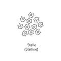 Stelle pasta illustration. Stelline vector doodle sketch. Traditional Italian food. Hand-drawn image for engraving or