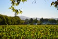 Stellenbosch cape wineland or vineyard of Pinotage grapes in Cape town