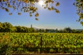 Stellenbosch cape wineland or vineyard of Pinotage grapes in Cape town Royalty Free Stock Photo