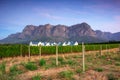 Stellenbosch, the heart of the wine growing region in South Africa Royalty Free Stock Photo