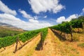 Stellenbosch, the heart of the wine growing region in South Africa Royalty Free Stock Photo