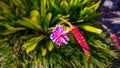 Pretty pink and purple alien plant growing in Stellenbosch Botanical Garden.