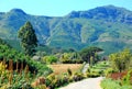 Stellenbosch Vineyard in South Africa