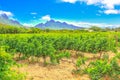Stellenbosch Vineyards South Africa