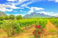 Stellenbosch Vineyards South Africa Royalty Free Stock Photo