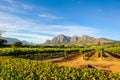 Stellenbosch Vineyards Royalty Free Stock Photo