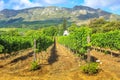 Stellenbosch Wine Route Royalty Free Stock Photo