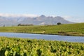 Stellenbosch winelands south africa Royalty Free Stock Photo