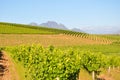 Stellenbosch winelands south africa