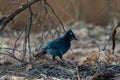 A Steller Jay in Grand Canyon National Park, Arizona Royalty Free Stock Photo