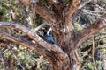 A Steller Jay in Grand Canyon National Park, Arizona Royalty Free Stock Photo