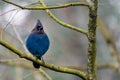 Steller Jay perched on a tree branch looking forward Royalty Free Stock Photo