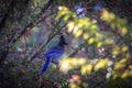 Steller`s Blue Jay sitting on a branch in the leaves of a tree Royalty Free Stock Photo