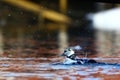 Steller's eider cleaning in water Royalty Free Stock Photo