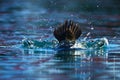 Steller's eider diving Royalty Free Stock Photo