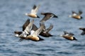 Steller's Eider flying