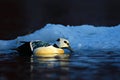 Steller's eider and small iceberg Royalty Free Stock Photo