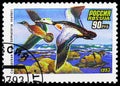 Steller\'s Eider (Somateria stelleri), Ducks serie, circa 1993