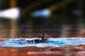 Steller's eider washing feathers Royalty Free Stock Photo