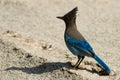 Steller's Jay Royalty Free Stock Photo