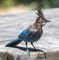 Steller\'s Jay Adult Looking for Unattended Picnic Food Royalty Free Stock Photo