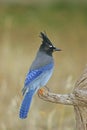 Steller's Jay (Cyanocitta stelleri) Royalty Free Stock Photo