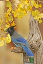 Steller's Jay (Cyanocitta stelleri) Royalty Free Stock Photo
