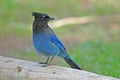 Steller's Jay (Cyanocitta stelleri) Royalty Free Stock Photo