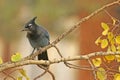 Steller's Jay (Cyanocitta stelleri)