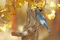 Steller's Jay (Cyanocitta stelleri) Royalty Free Stock Photo