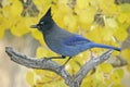 Steller's Jay (Cyanocitta stelleri) Royalty Free Stock Photo