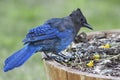 Steller`s Jay, Cyanocitta stelleri, close up Royalty Free Stock Photo