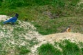 Steller`s jay Cyanocitta stelleri and a columbian ground squirrel Urocitellus columbianus together in Glacier National Park, Royalty Free Stock Photo