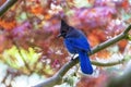 Steller`s Jay -- Cyanocitta Stelleri