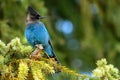 Steller`s jay Cyanocitta stelleri perching on fir bough in Ernest Calloway Manning park, British Columbia, Canada Royalty Free Stock Photo