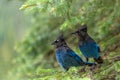 Steller`s jay Cyanocitta stelleri perching on fir bough in Glacier National Park, British Columbia, Canada Royalty Free Stock Photo