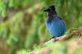 Steller`s jay Cyanocitta stelleri perching on fir bough in the Rogers Pass area of the Glacier Natural Park, British Columbia,