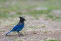 Steller`s jay Cyanocitta stelleri perching on the ground in E. C. Manning park, British Columbia, Canada