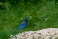 Steller`s jay Cyanocitta stelleri perching on the ground in the Rogers Pass area of the Glacier Natural Park, British Columbia, Royalty Free Stock Photo