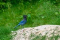 Steller`s jay Cyanocitta stelleri perching on the ground in the Rogers Pass area of the Glacier Natural Park, British Columbia, Royalty Free Stock Photo
