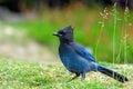 Steller`s jay Cyanocitta stelleri perching on the ground in the Rogers Pass area of the Glacier Natural Park, British Columbia, Royalty Free Stock Photo