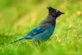 Steller`s jay Cyanocitta stelleri perching on the ground in the Rogers Pass area of the Glacier Natural Park, British Columbia, Royalty Free Stock Photo